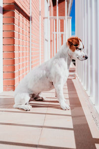 Side view of dog in balcony