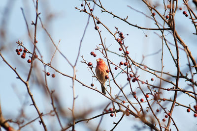 Low angle view of bird perching on tree against sky