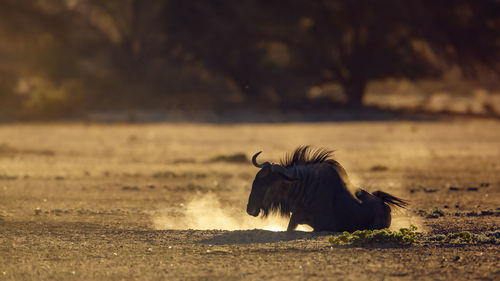 Horse standing on field