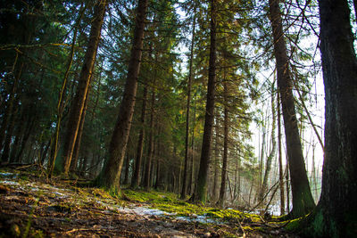 Low angle view of bamboo trees in forest