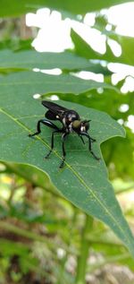 Close-up of insect on leaves