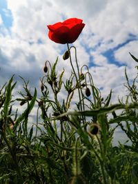 Close-up of red flowering plant on field