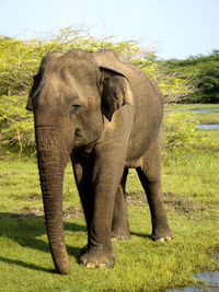 indian elephant