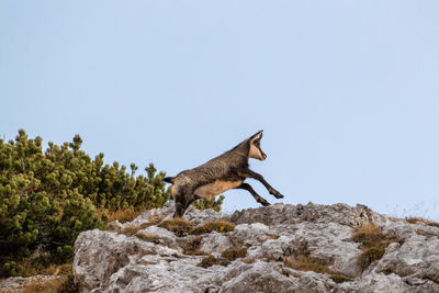 Horse standing on rock against clear sky