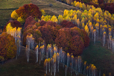 Trees in forest during autumn