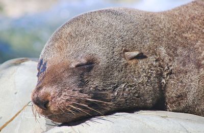 Close-up of animal sleeping