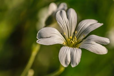 Close-up of white flowering plant