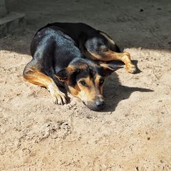 Close-up of dog on sand