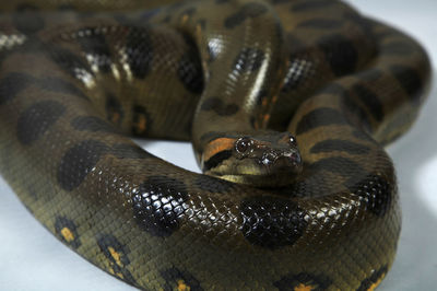 Close-up of snake