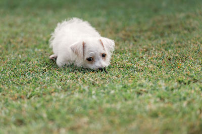 Close-up of puppy on grass