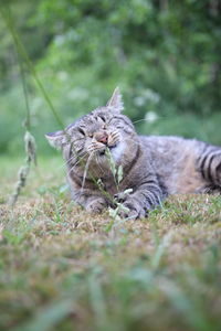 Close-up of cat