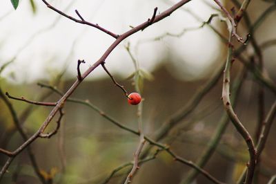 Close-up of berries growing on tree