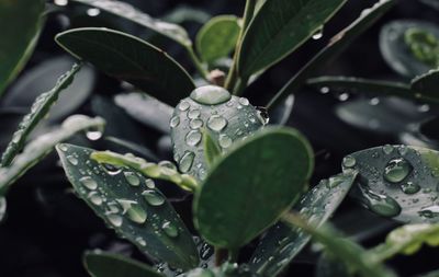 Close-up of raindrops on plant