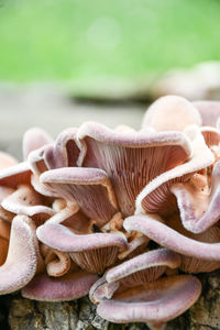 Mushrooms growing on land