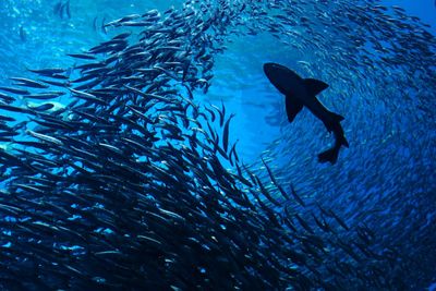 Low angle view of fish swimming in sea