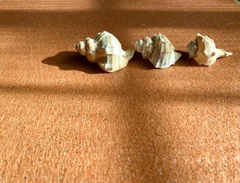 High angle view of shells on sand