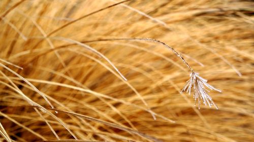 Close-up of crops on field