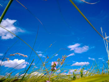 Low angle view of flowering plants on field against blue sky