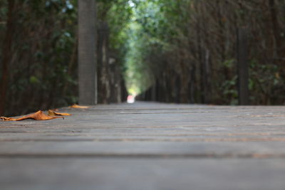 Surface level of footpath amidst trees in city