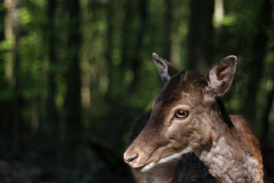 Close-up of deer looking away at forest