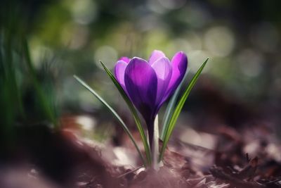 Close-up of purple crocus flower