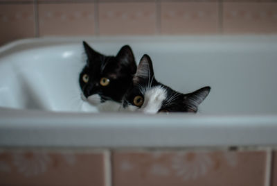 Close-up of cats in bathtub