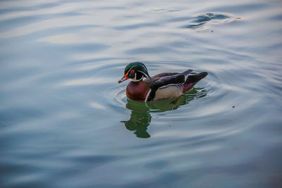 High angle view of mandarin duck swimming on lake