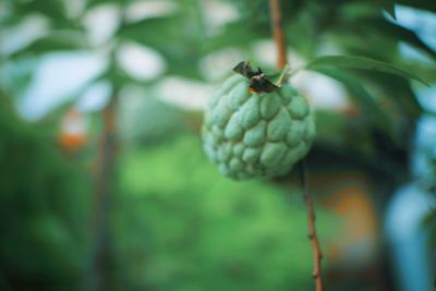 Close-up of fruits hanging on plant