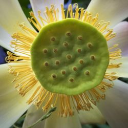 Close-up of yellow flowers