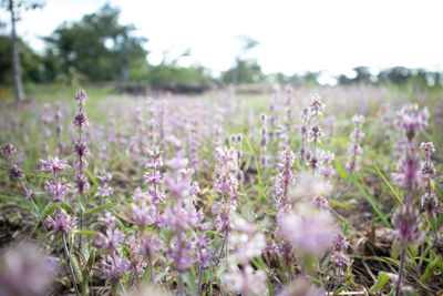 Close-up of purple flowering plants on field