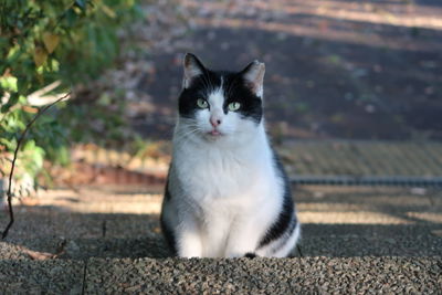 Portrait of cat sitting outdoors