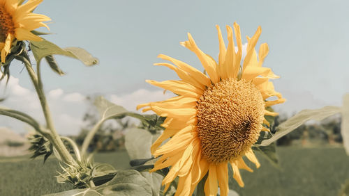 Close-up of yellow flower