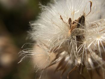 Close-up of wilted dandelion