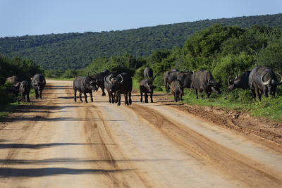 Buffaloes walking on dirt road against trees