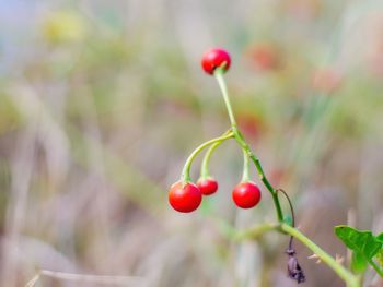Close-up of red berries growing on plant