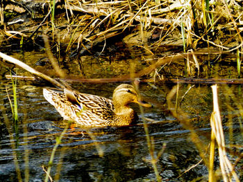 Duck swimming in lake