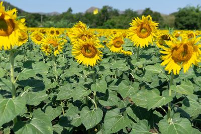 Close-up of yellow flowering plant on field