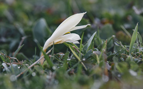 Close-up of white flowering plant