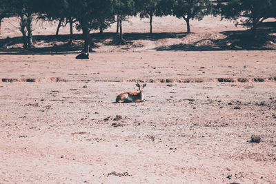 View of horse on field