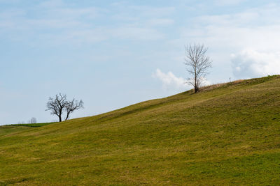 Trees on field against sky