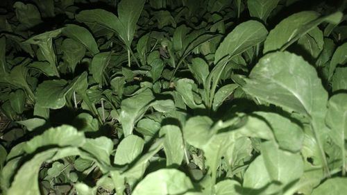 Full frame shot of fresh green leaves