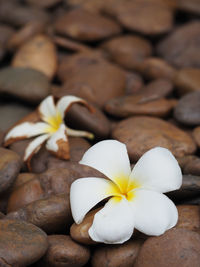 Close-up of frangipani