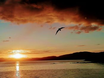 Silhouette bird flying over sea against sky during sunset