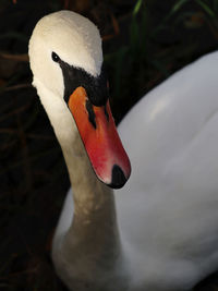 Close-up of swan swimming in water