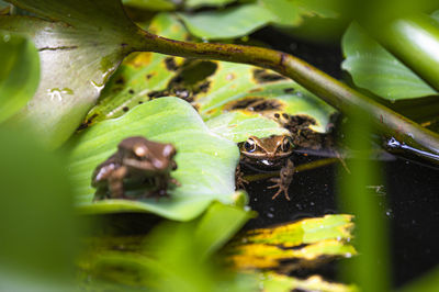 Close-up of frog on leaves