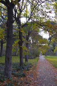 Trees in park