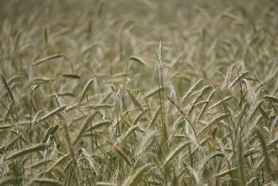 Close-up of plant growing on field