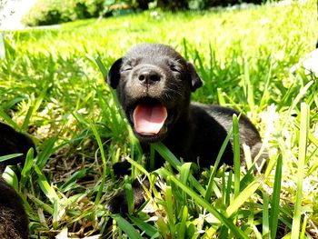 Dog on grassy field