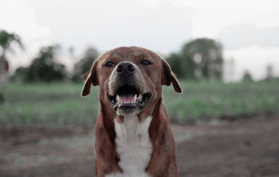 Portrait of dog on field