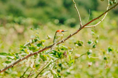 Chestnut-headed